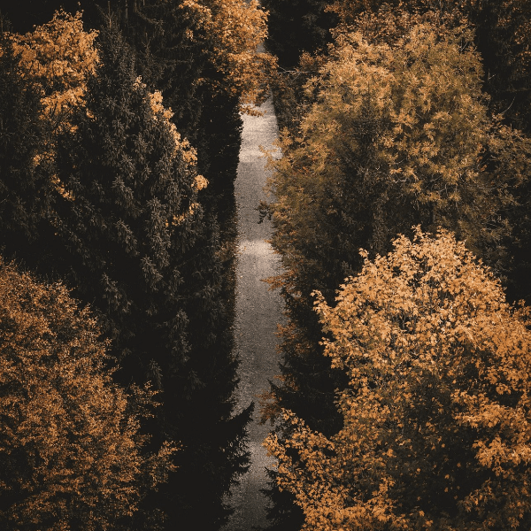 A path running away through autumn trees